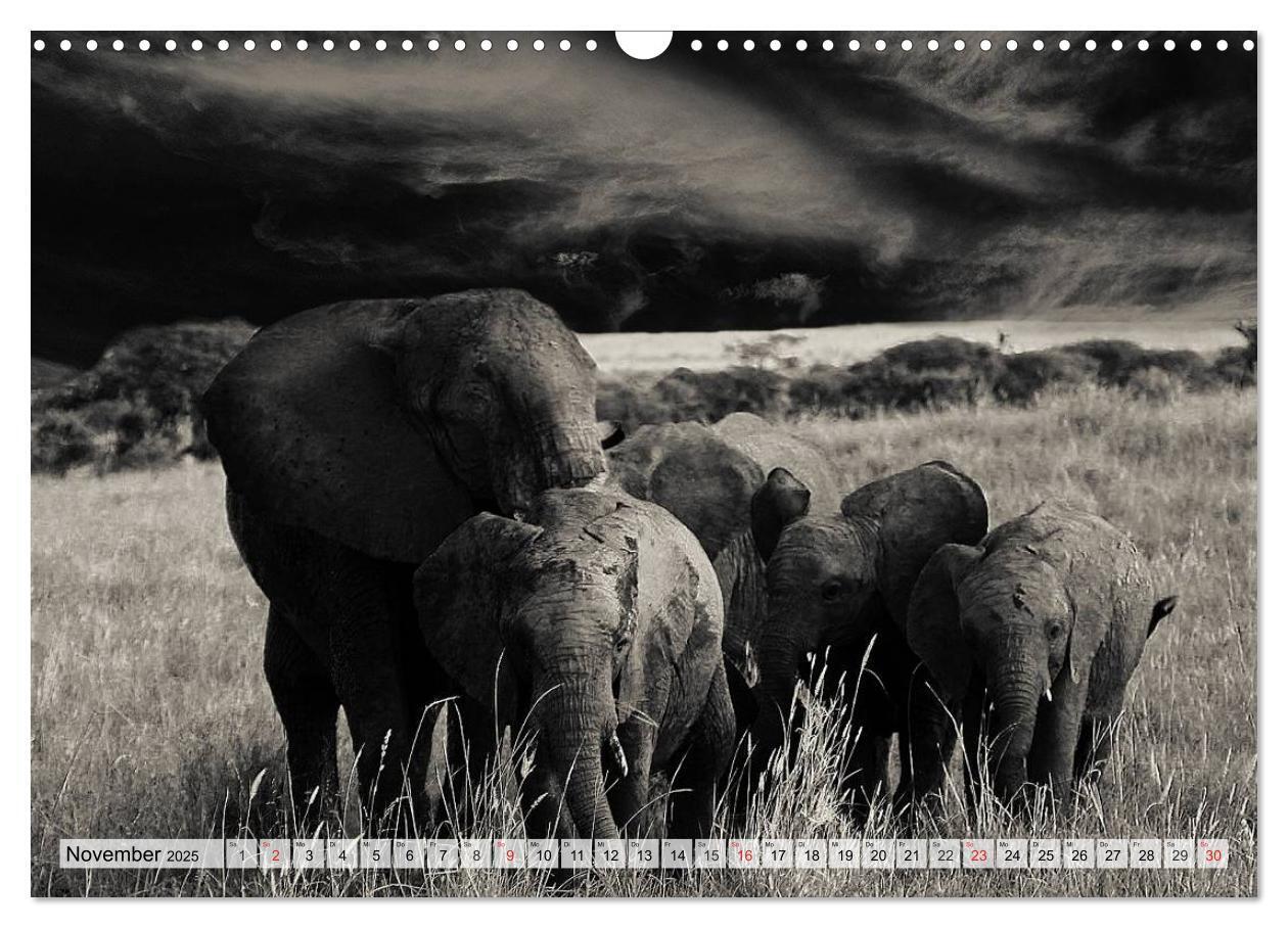 Bild: 9783435600113 | Wilde Tiere in schwarz-weiß (Wandkalender 2025 DIN A3 quer),...