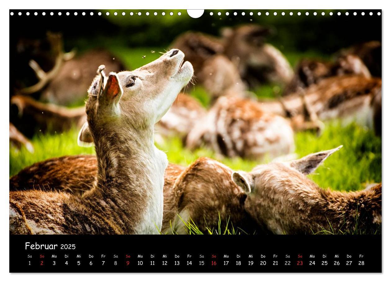 Bild: 9783435608928 | Rehe und Hirsche in freier Natur (Wandkalender 2025 DIN A3 quer),...