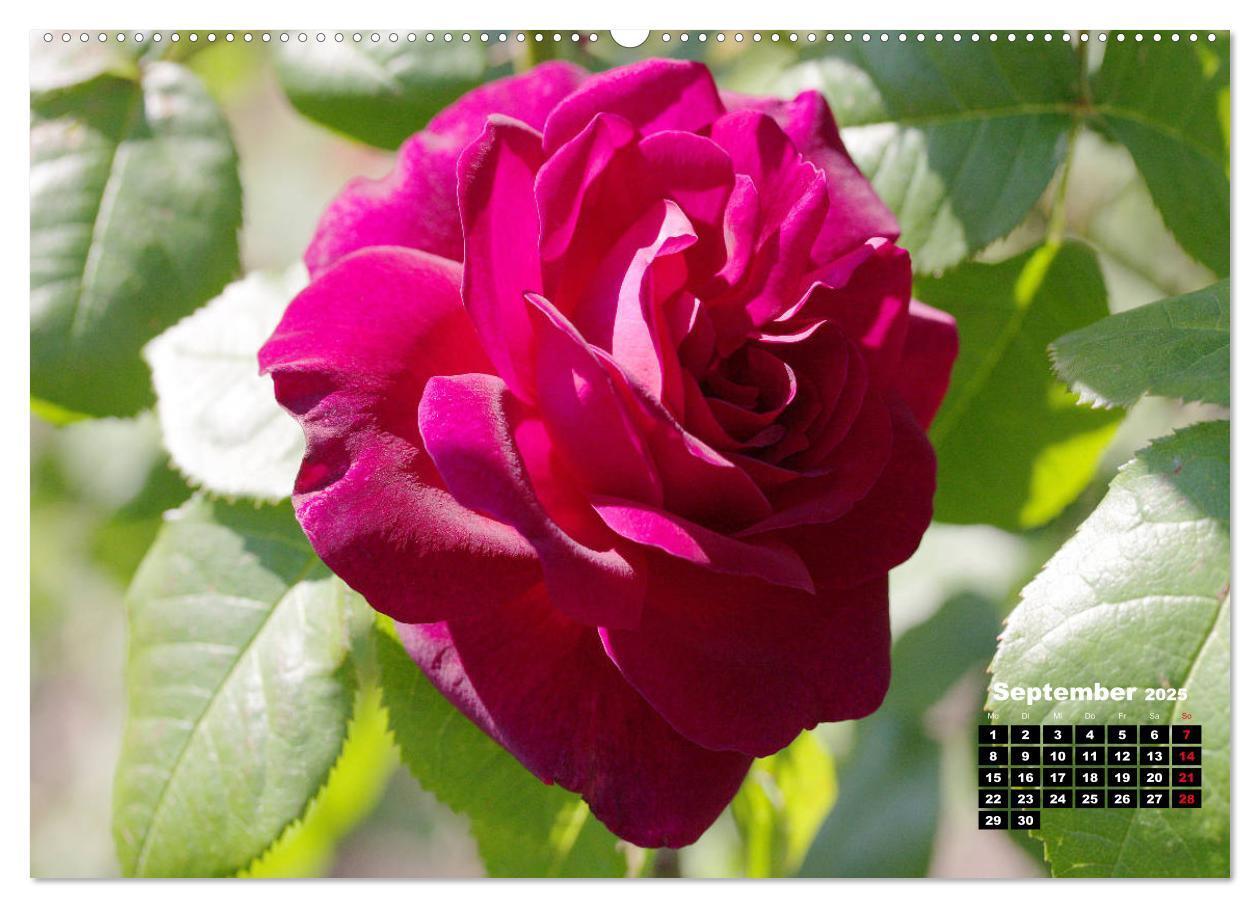 Bild: 9783435234356 | Magie der Rosen (Wandkalender 2025 DIN A2 quer), CALVENDO...