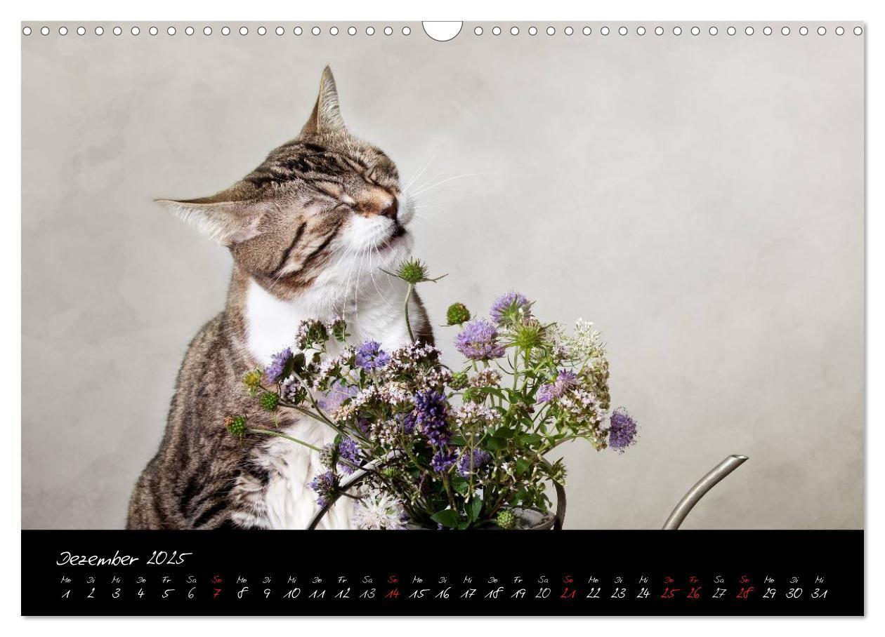 Bild: 9783435837335 | Katzen 2025 (Wandkalender 2025 DIN A3 quer), CALVENDO Monatskalender