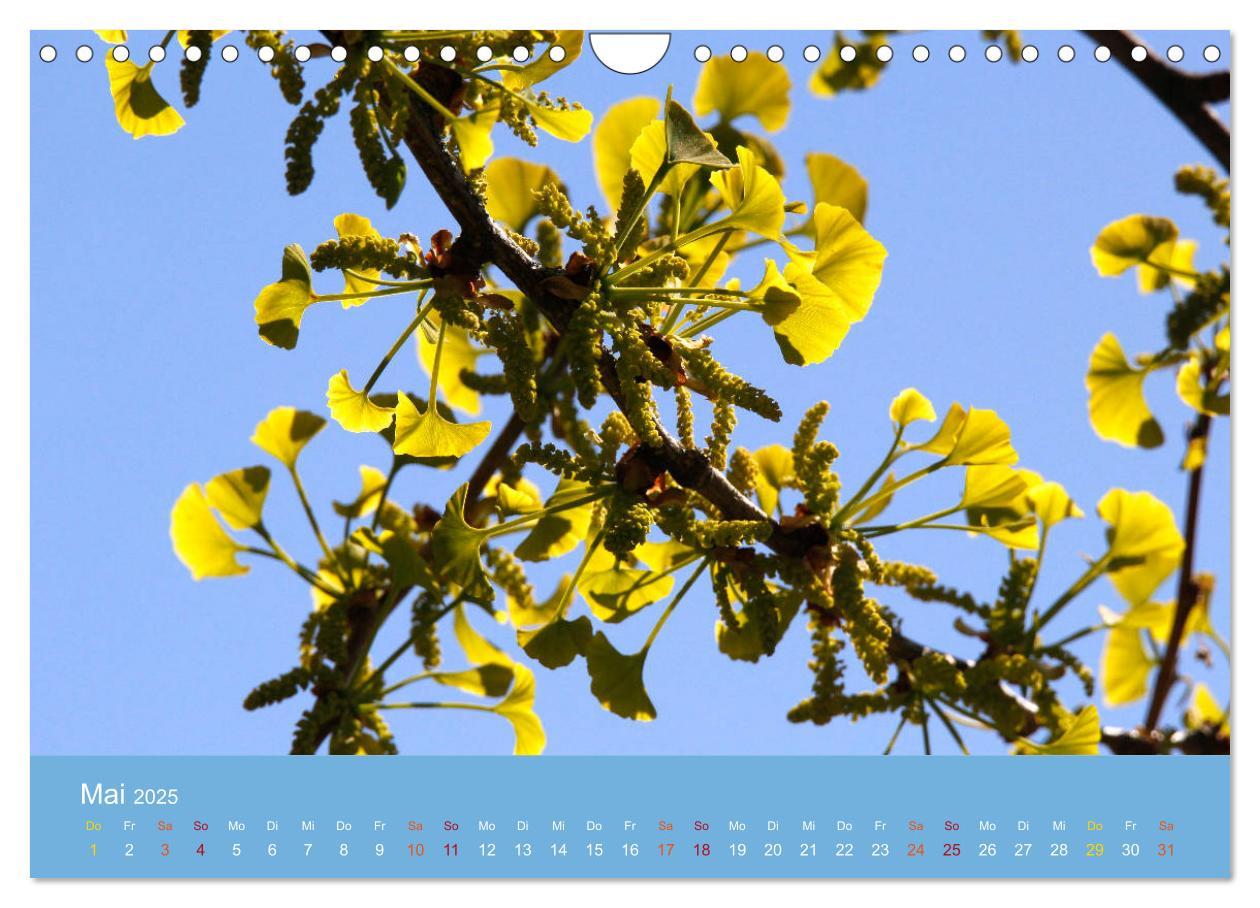 Bild: 9783435304981 | Geliebter Ginkgo (Wandkalender 2025 DIN A4 quer), CALVENDO...