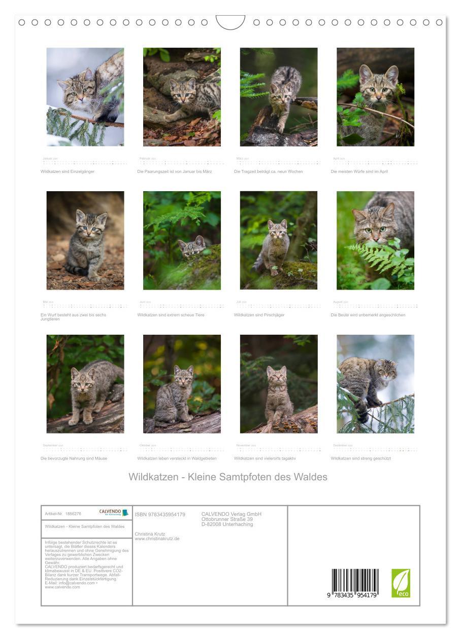 Bild: 9783435954179 | Wildkatzen - Kleine Samtpfoten des Waldes (Wandkalender 2025 DIN A3...