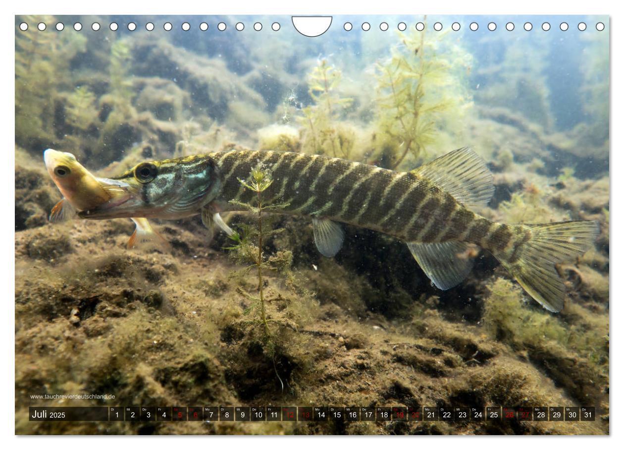 Bild: 9783435426034 | Tauchrevier Deutschland - Der Hecht (Esox lucius) (Wandkalender...