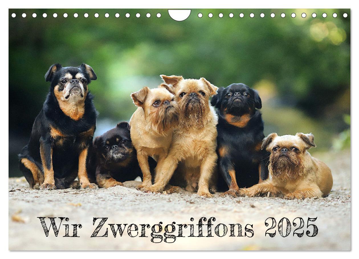 Cover: 9783383936968 | Wir Zwerggriffons 2025 (Wandkalender 2025 DIN A4 quer), CALVENDO...