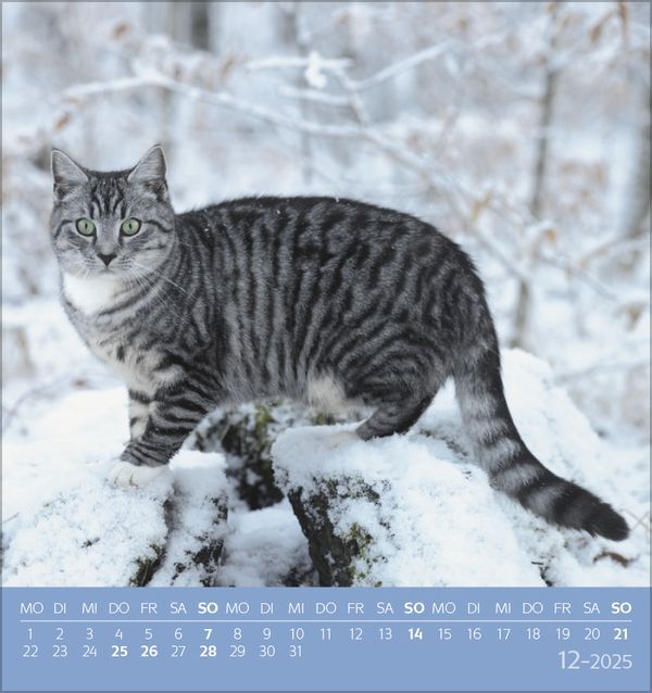 Bild: 9783731876724 | Schmusekatzen 2025 | aufstellbarer Postkartenkalender | Korsch Verlag