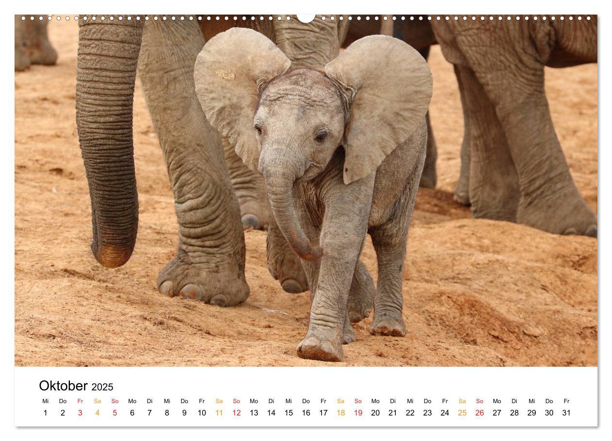 Bild: 9783435228355 | ADDO ELEPHANT NATIONAL PARK Elefanten Babies (Wandkalender 2025 DIN...