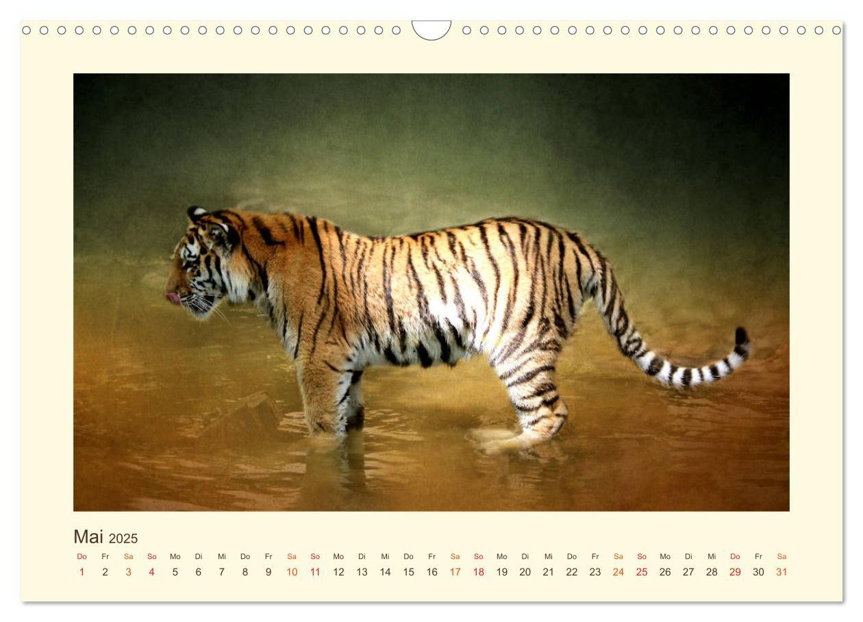 Bild: 9783435449033 | Sibirische Tigerportraits (Wandkalender 2025 DIN A3 quer), CALVENDO...