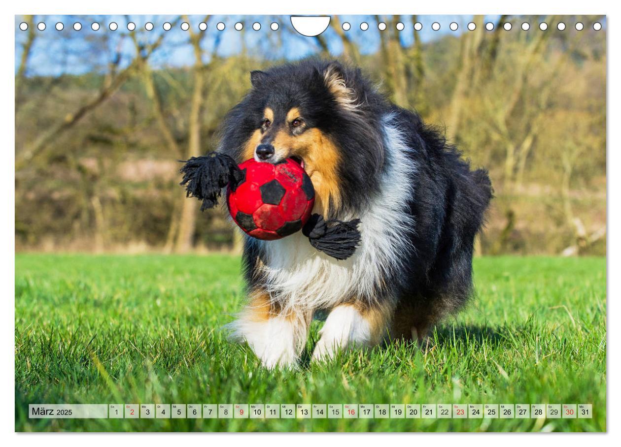 Bild: 9783435312528 | Collie - Das Glück hat 4 Pfoten (Wandkalender 2025 DIN A4 quer),...