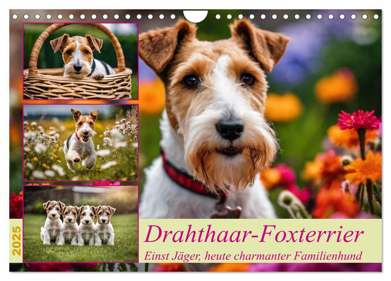 Cover: 9783435690367 | Drahthaar-Foxterrier (Wandkalender 2025 DIN A4 quer), CALVENDO...