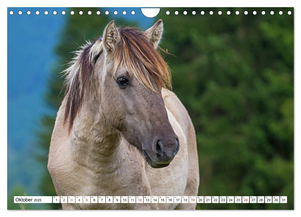 Bild: 9783435573479 | Konik - Frei geboren (Wandkalender 2025 DIN A4 quer), CALVENDO...