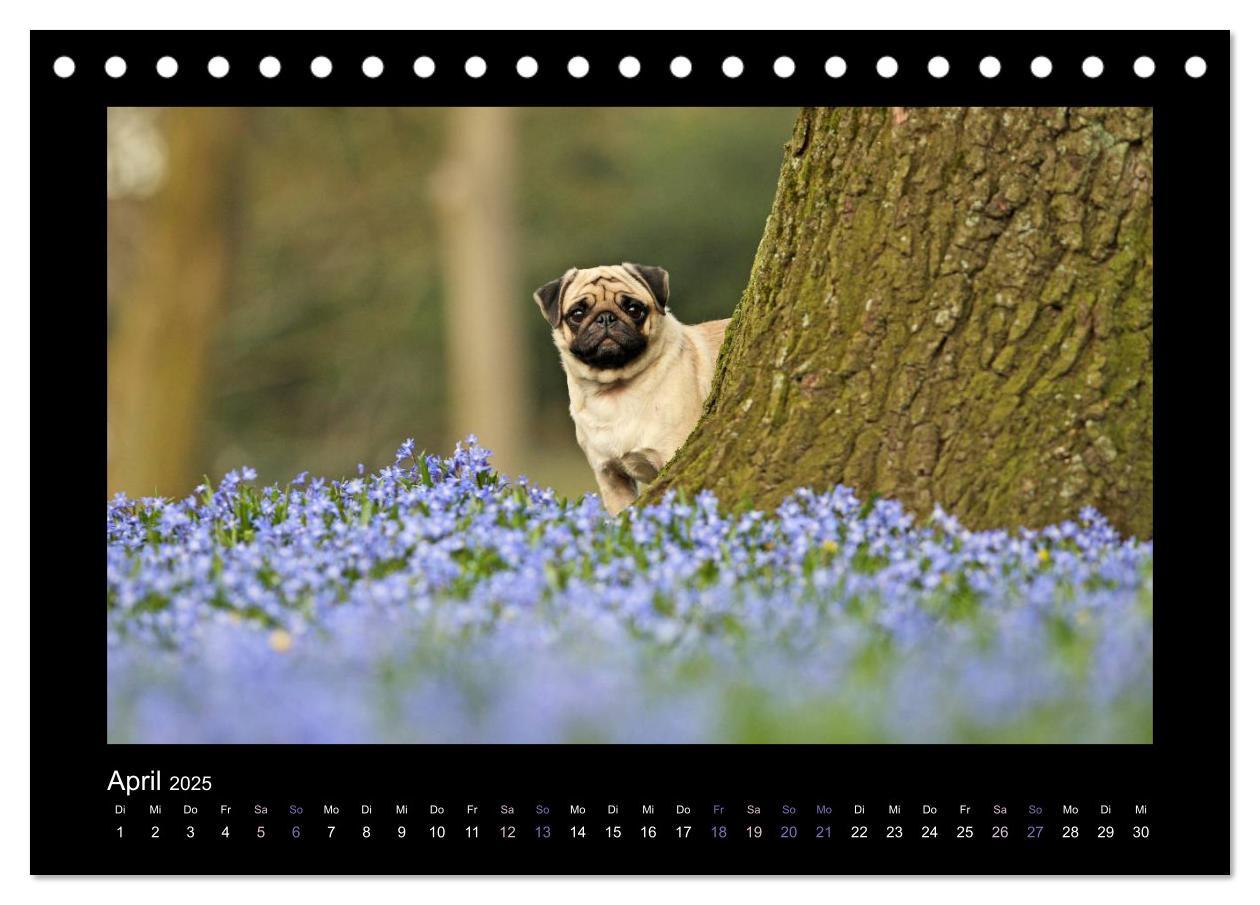 Bild: 9783435638420 | Der Feldfurchen-Mops (Tischkalender 2025 DIN A5 quer), CALVENDO...