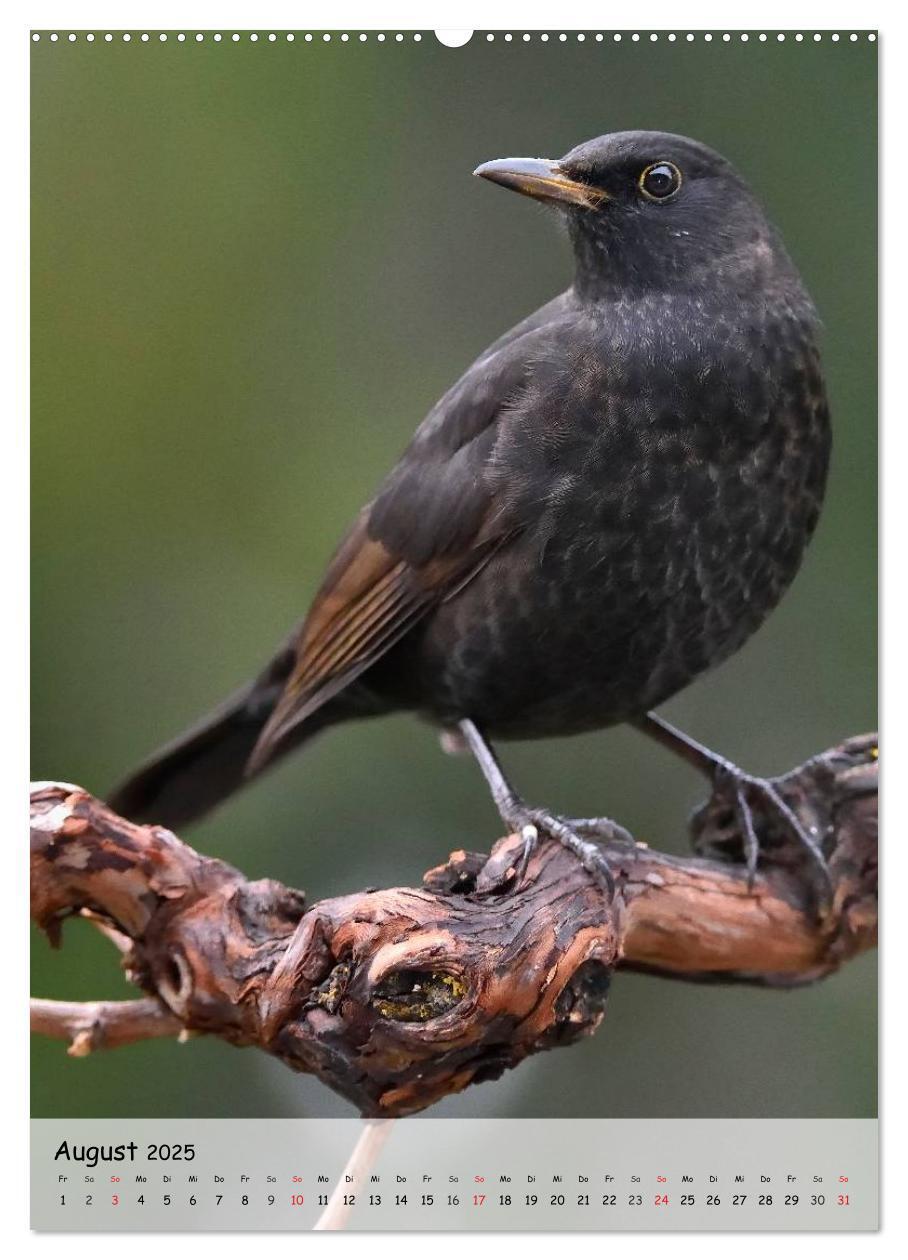 Bild: 9783457019573 | Vögel im heimischen Garten (hochwertiger Premium Wandkalender 2025...