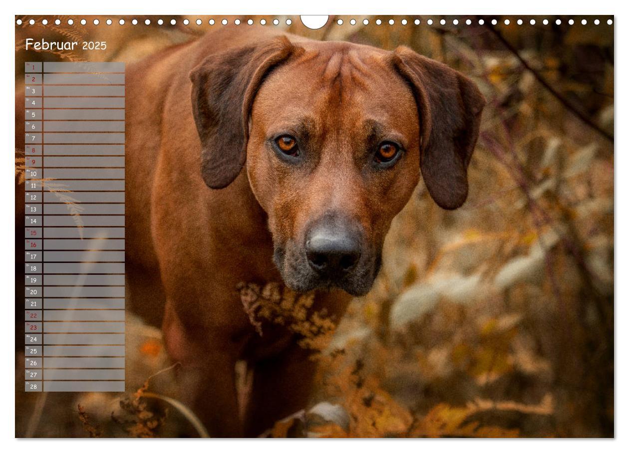 Bild: 9783435358267 | Rhodesian Ridgeback - Herzen auf vier Pfoten (Wandkalender 2025 DIN...