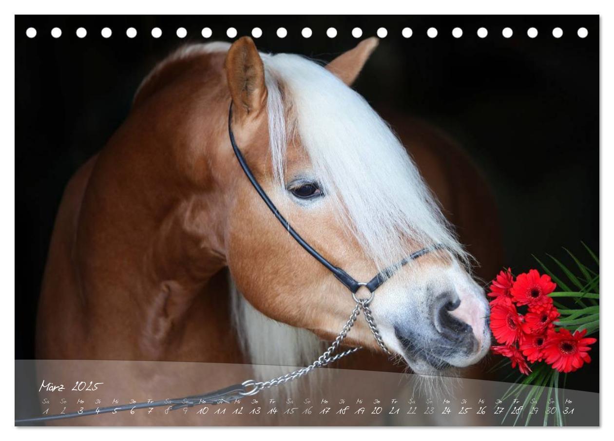 Bild: 9783435504121 | Haflinger-Pferde in Reinzucht (Tischkalender 2025 DIN A5 quer),...