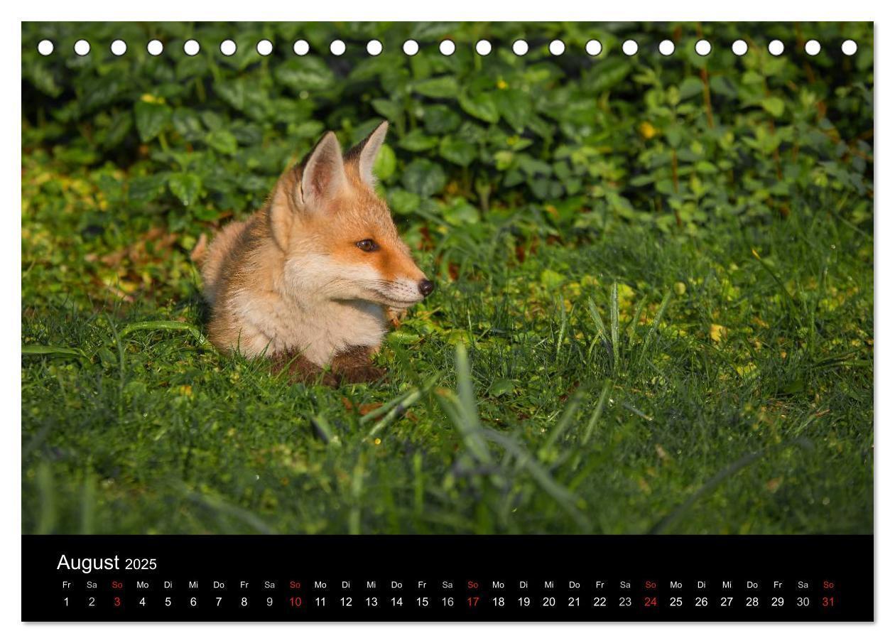 Bild: 9783435560011 | Joni, der kleine Fuchs (Tischkalender 2025 DIN A5 quer), CALVENDO...