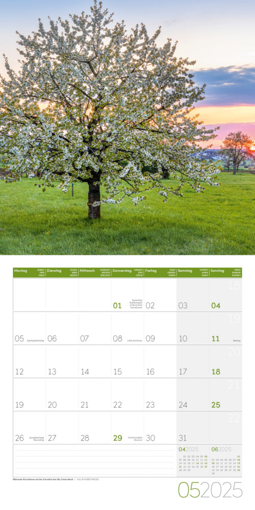 Bild: 9783838445120 | Bäume Kalender 2025 - 30x30 | Ackermann Kunstverlag | Kalender | 28 S.