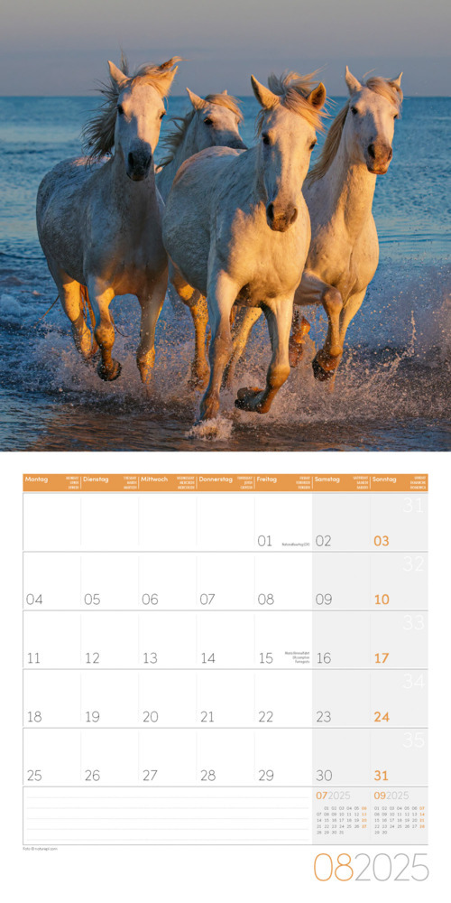 Bild: 9783838445212 | Pferde Kalender 2025 - 30x30 | Ackermann Kunstverlag | Kalender | 2025