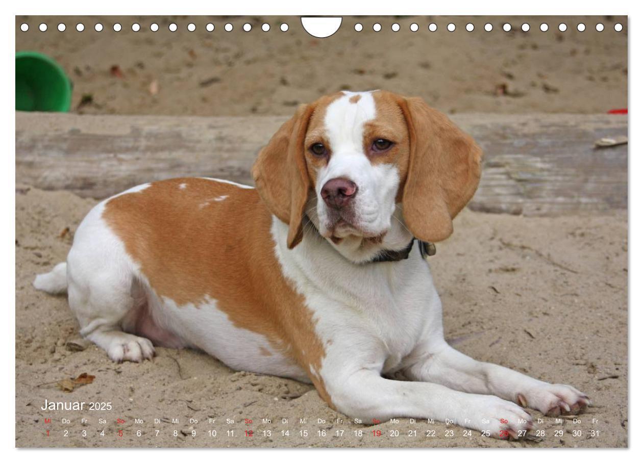 Bild: 9783435746859 | Beagle (Wandkalender 2025 DIN A4 quer), CALVENDO Monatskalender | Berg