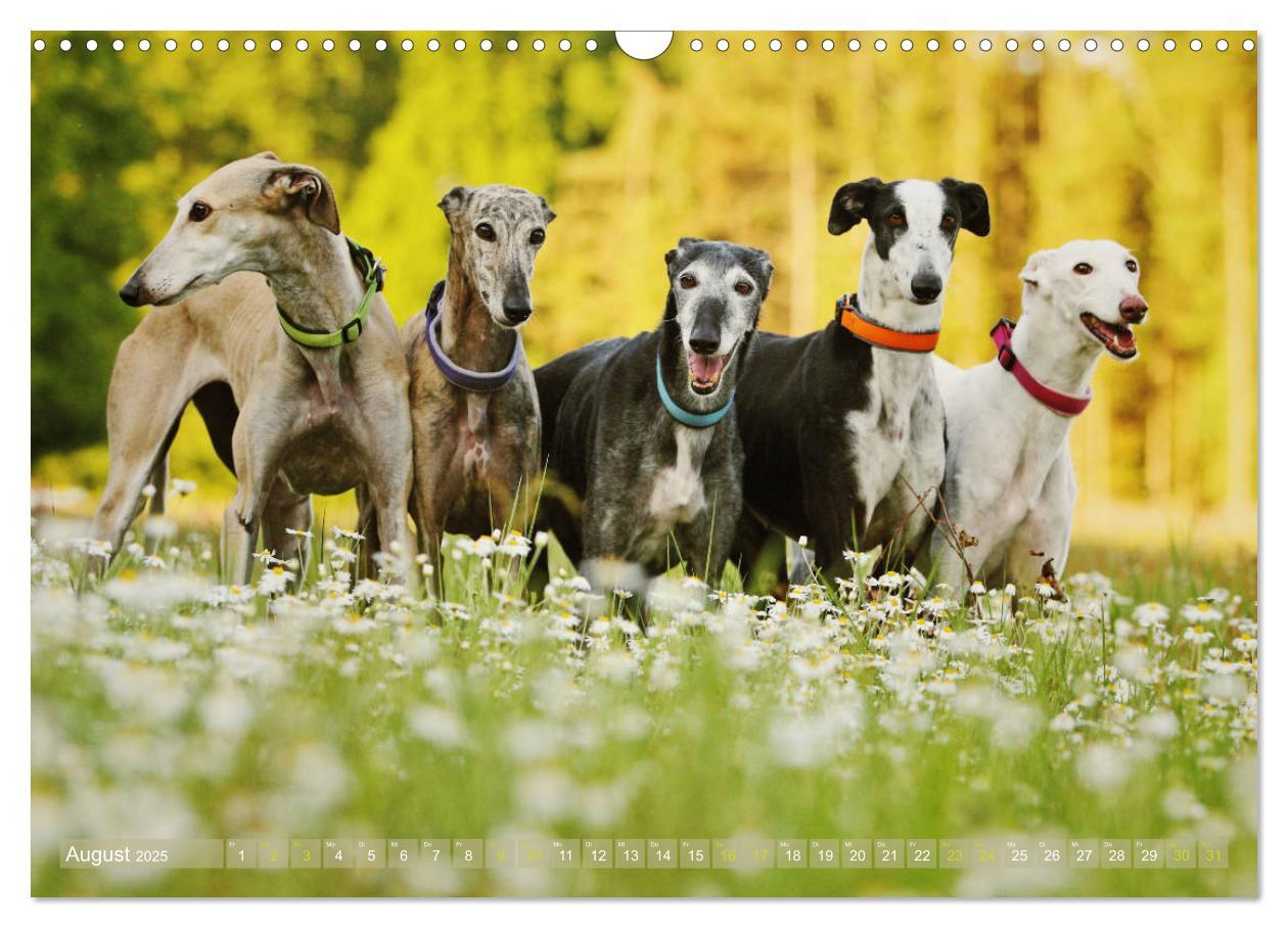 Bild: 9783435440689 | Zauberhafte Windhunde (Wandkalender 2025 DIN A3 quer), CALVENDO...