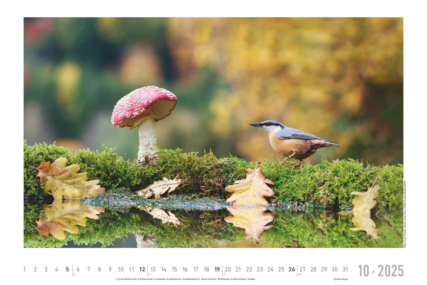 Bild: 4251732342197 | Lebensraum Wald 2025 - Bildkalender 49,5x33 cm - Tiere und Pflanzen...