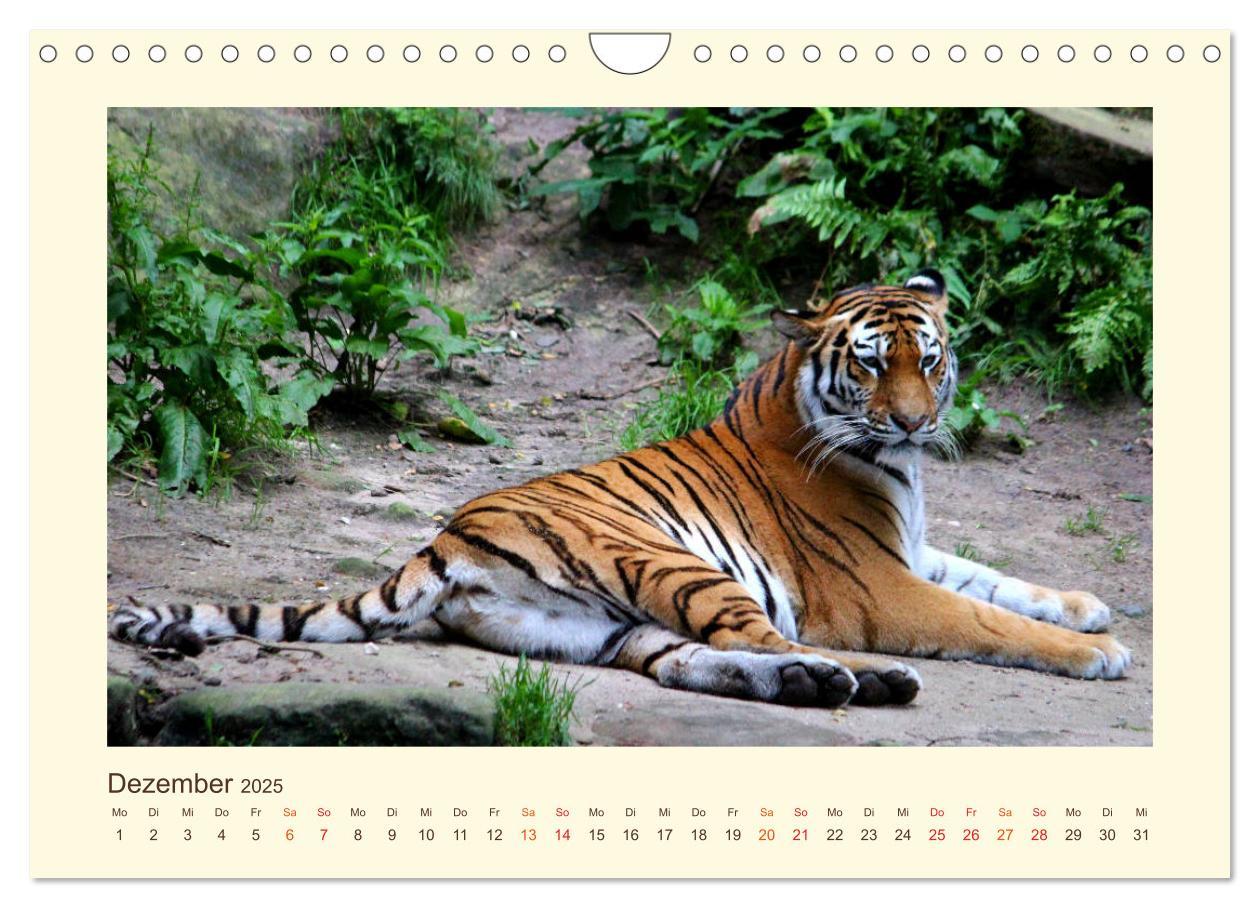 Bild: 9783435449378 | Sibirische Tigerportraits (Wandkalender 2025 DIN A4 quer), CALVENDO...