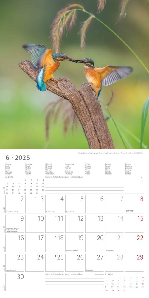 Bild: 4251732340728 | Alpha Edition - Vögel 2025 Broschürenkalender, 30x30cm,...