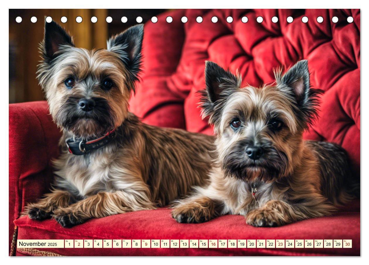 Bild: 9783435420742 | Cairn Terrier - lustiges Raubein aus Schottland (Tischkalender 2025...