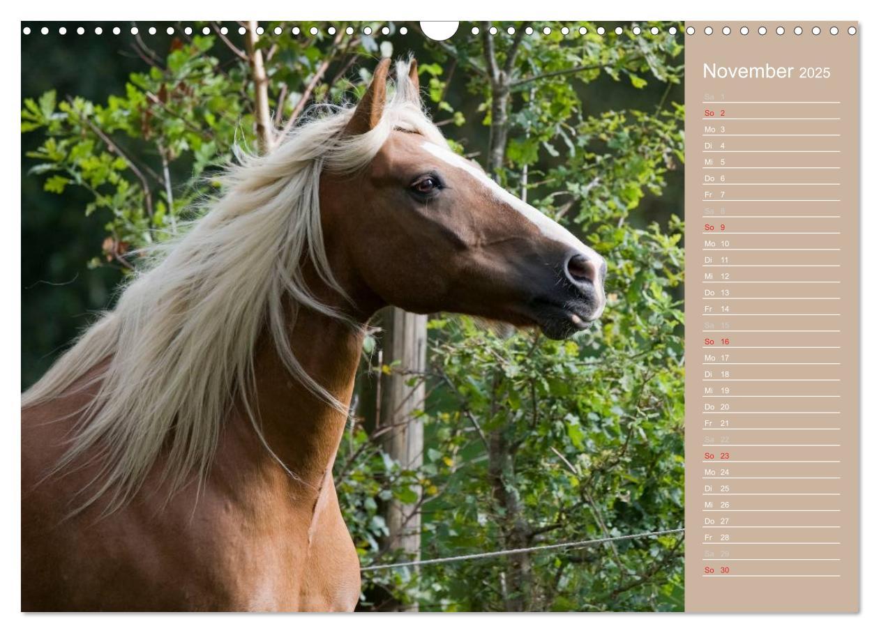 Bild: 9783435742905 | Haflinger / Geburtstagskalender (Wandkalender 2025 DIN A3 quer),...