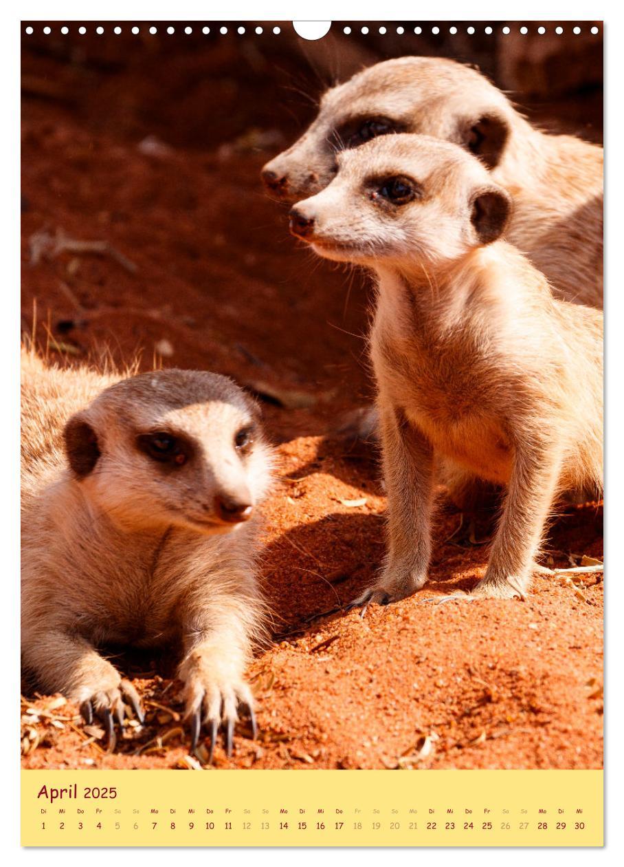 Bild: 9783435853687 | Erdmännchen - Eine Kolonie in der Kalahari (Wandkalender 2025 DIN...