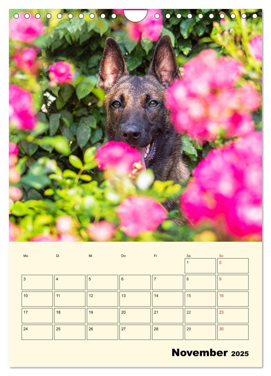 Bild: 9783435959143 | Familienplaner Tausendsassa Malinois (Wandkalender 2025 DIN A4...