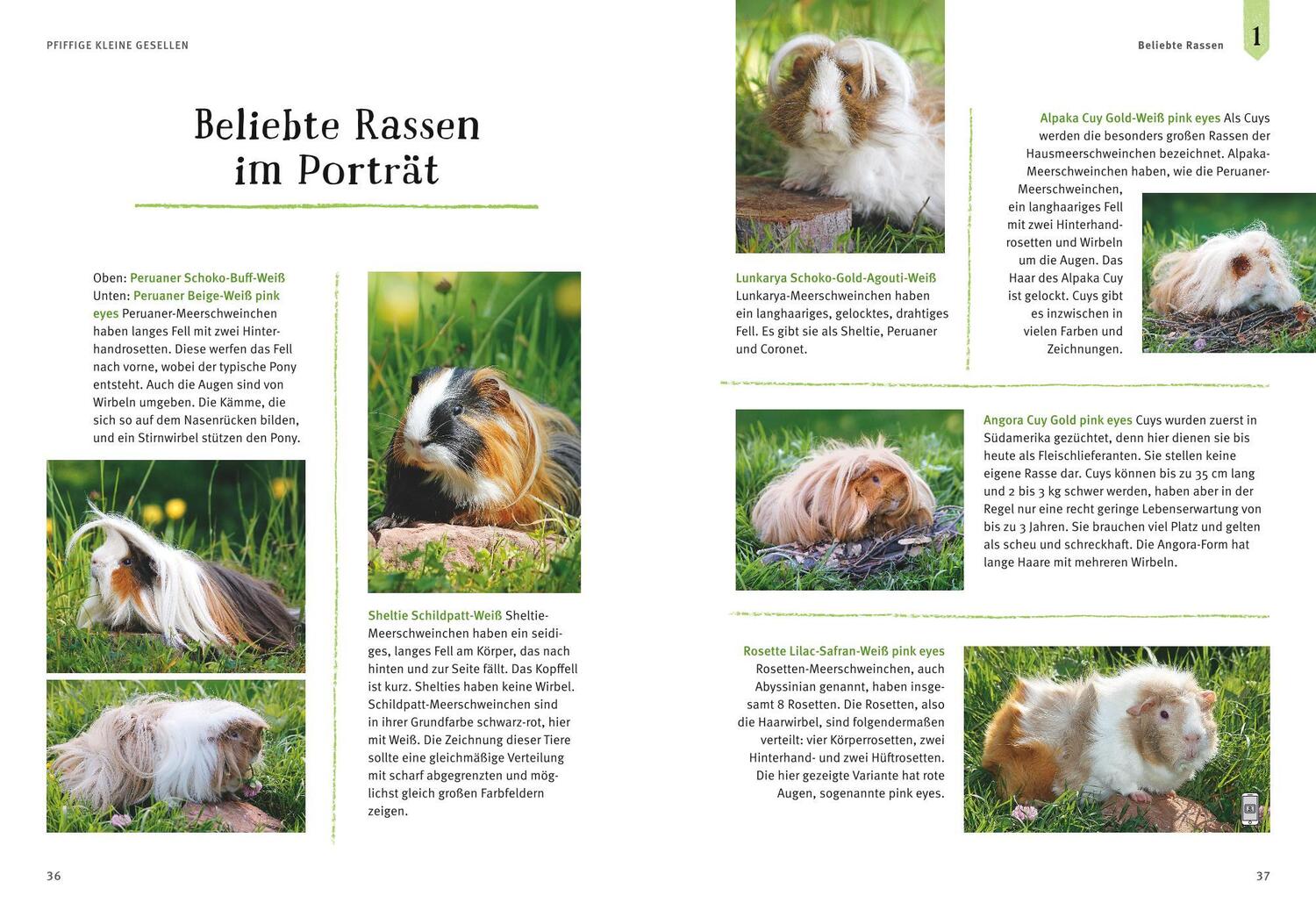 Bild: 9783833842160 | Neugierige Meerschweinchen | Immanuel Birmelin | Taschenbuch | 144 S.