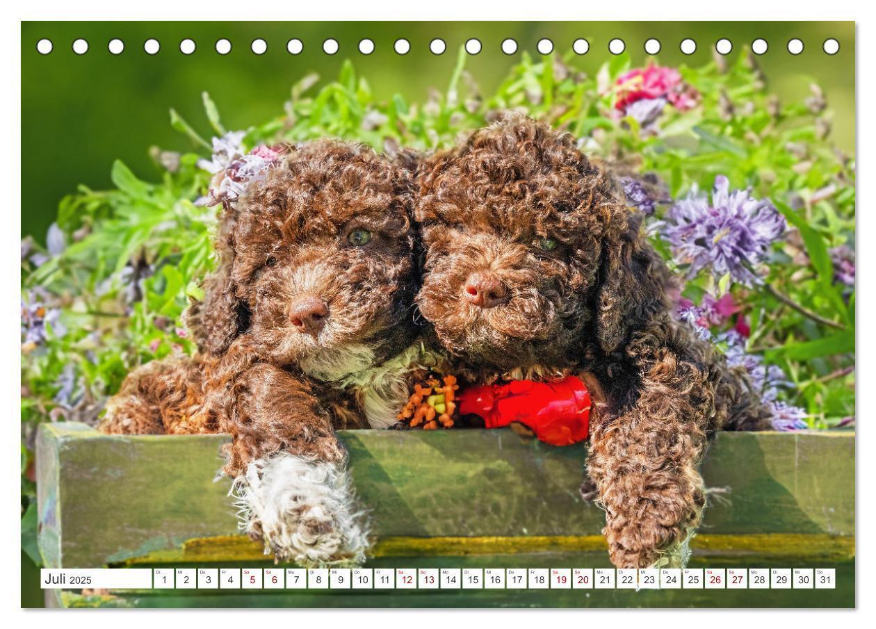 Bild: 9783457200322 | Lagotto Romagnolo Welpen - Sieben kleine Weltentdecker auf großer...