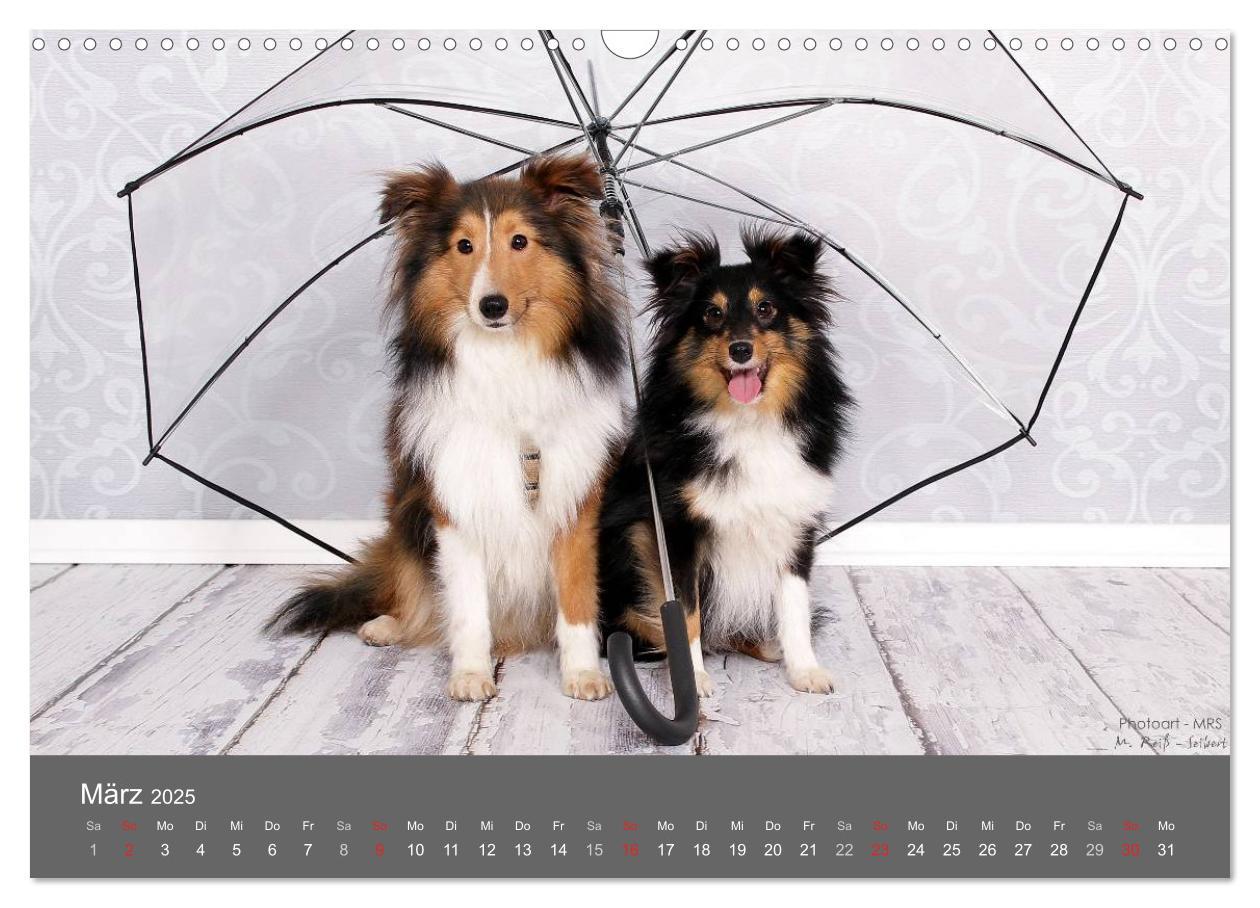 Bild: 9783435731756 | Shelties : Charmeure auf 4 Pfoten (Wandkalender 2025 DIN A3 quer),...