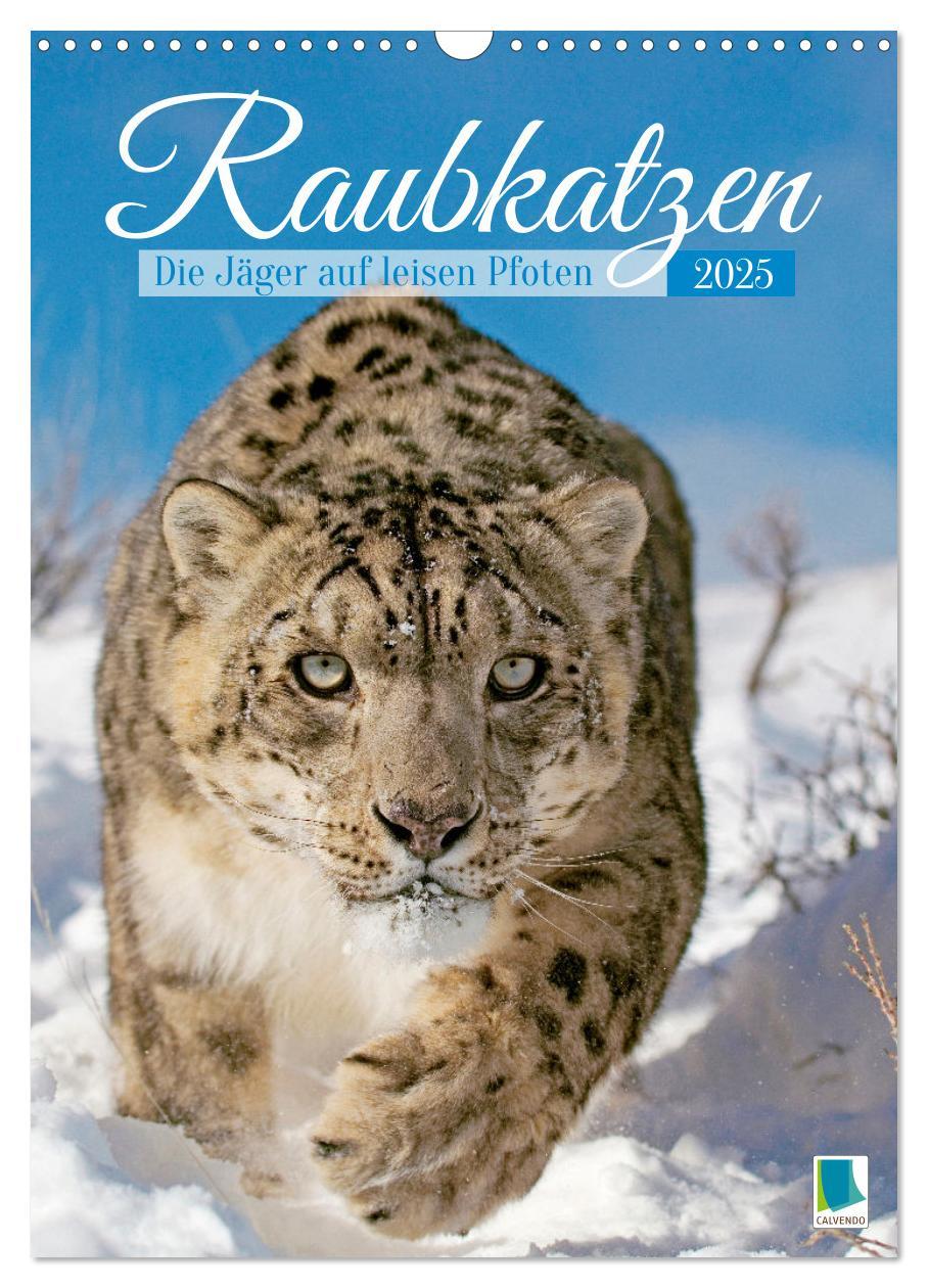 Cover: 9783435070183 | Raubkatzen: Die Jäger auf leisen Pfoten (Wandkalender 2025 DIN A3...