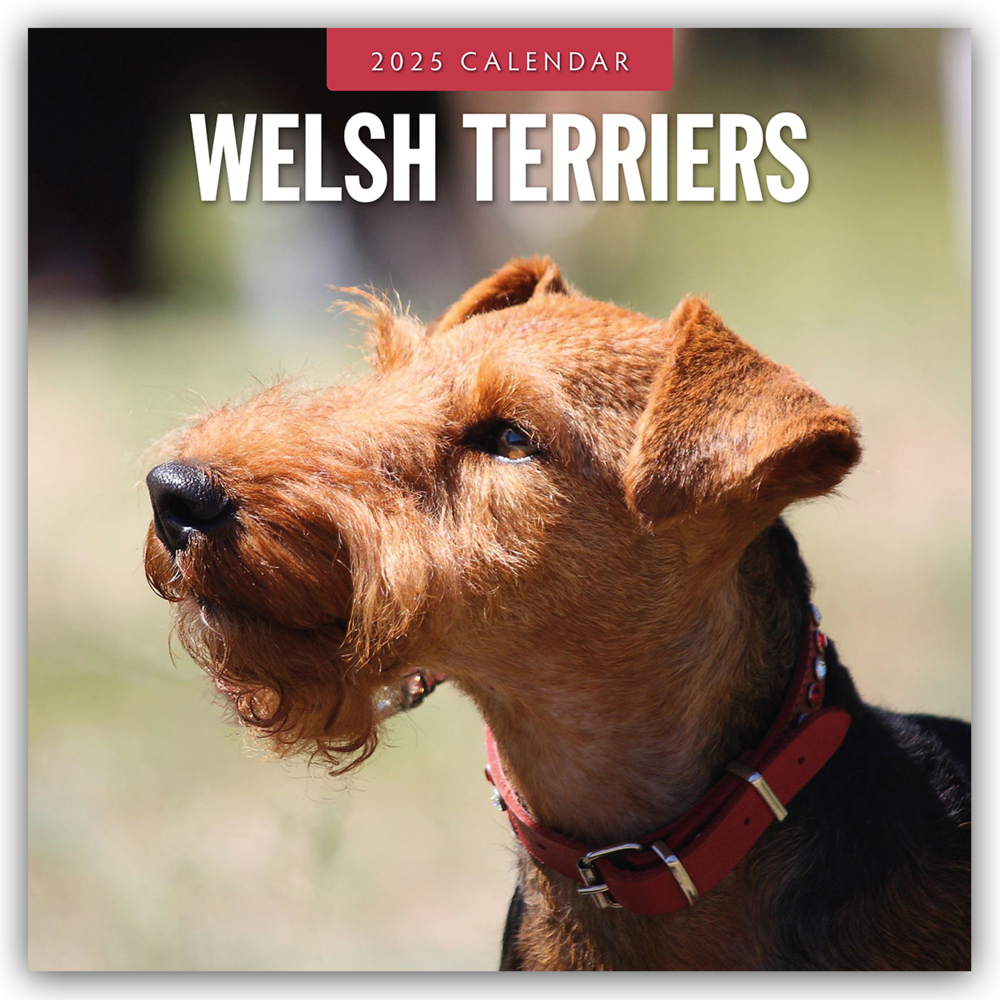 Cover: 9781804425213 | Welsh Terriers - Welsh Terrier 2025 - 16-Monatskalender | Ltd | 14 S.