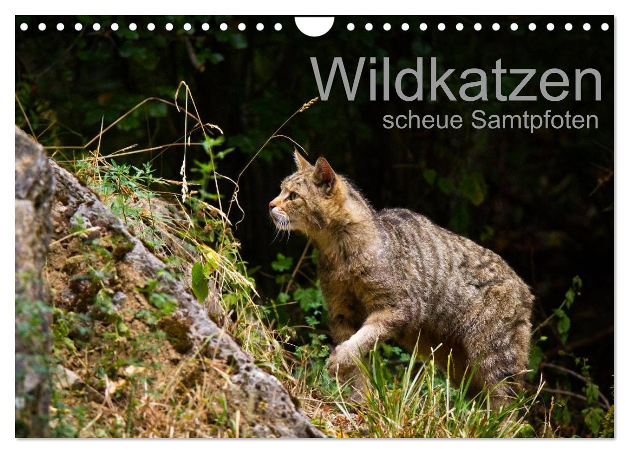 Cover: 9783435391615 | Wildkatzen - scheue Samtpfoten (Wandkalender 2025 DIN A4 quer),...