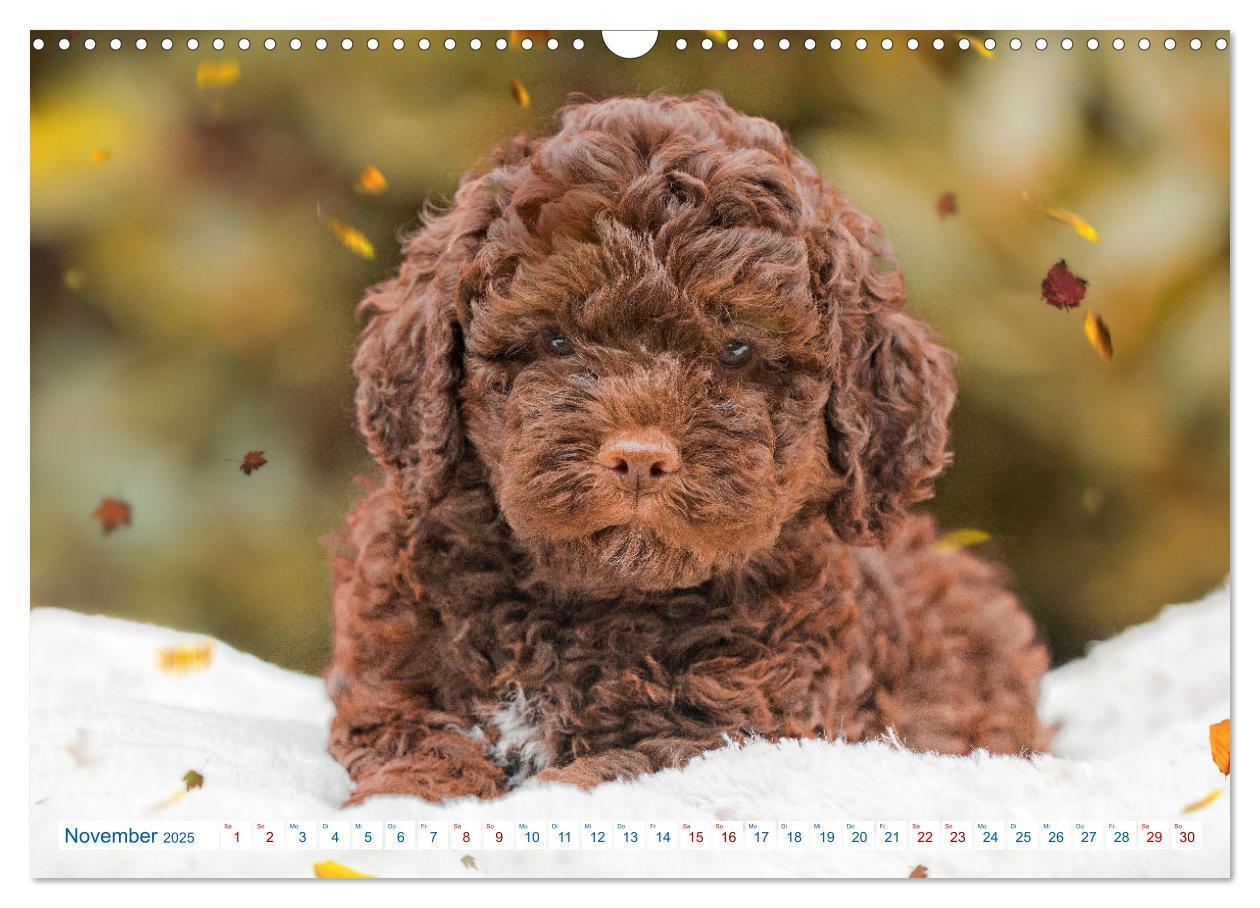 Bild: 9783435028313 | Lagotto Romagnolo - Bilder aus der Kinderstube (Wandkalender 2025...