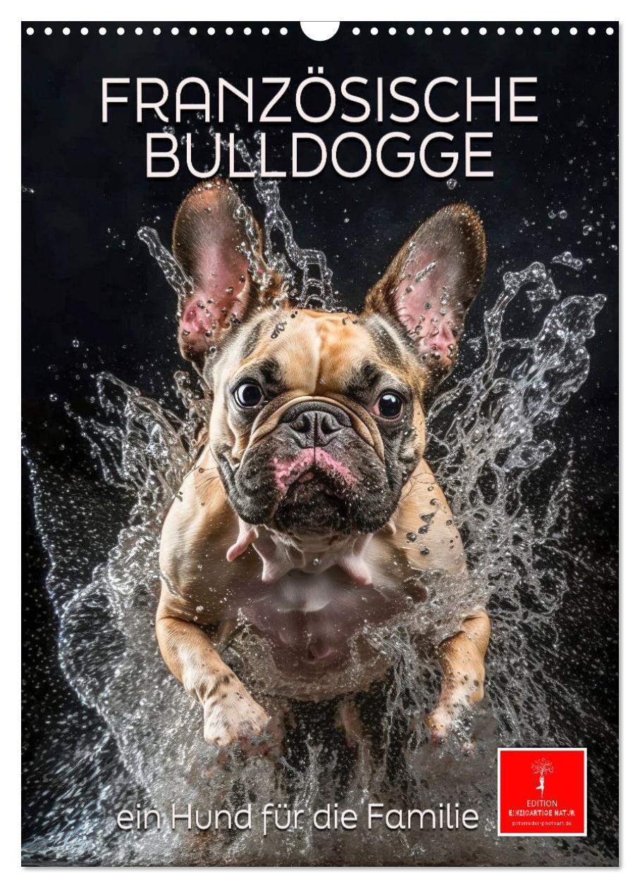 Cover: 9783435881048 | Französische Bulldogge - ein Hund für die Familie (Wandkalender...