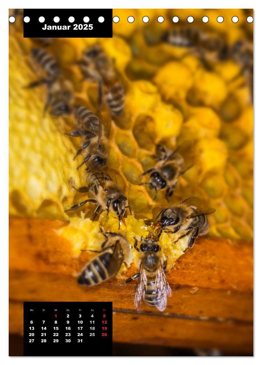 Bild: 9783457016947 | Bienen in ihrem geheimen Reich (Tischkalender 2025 DIN A5 hoch),...