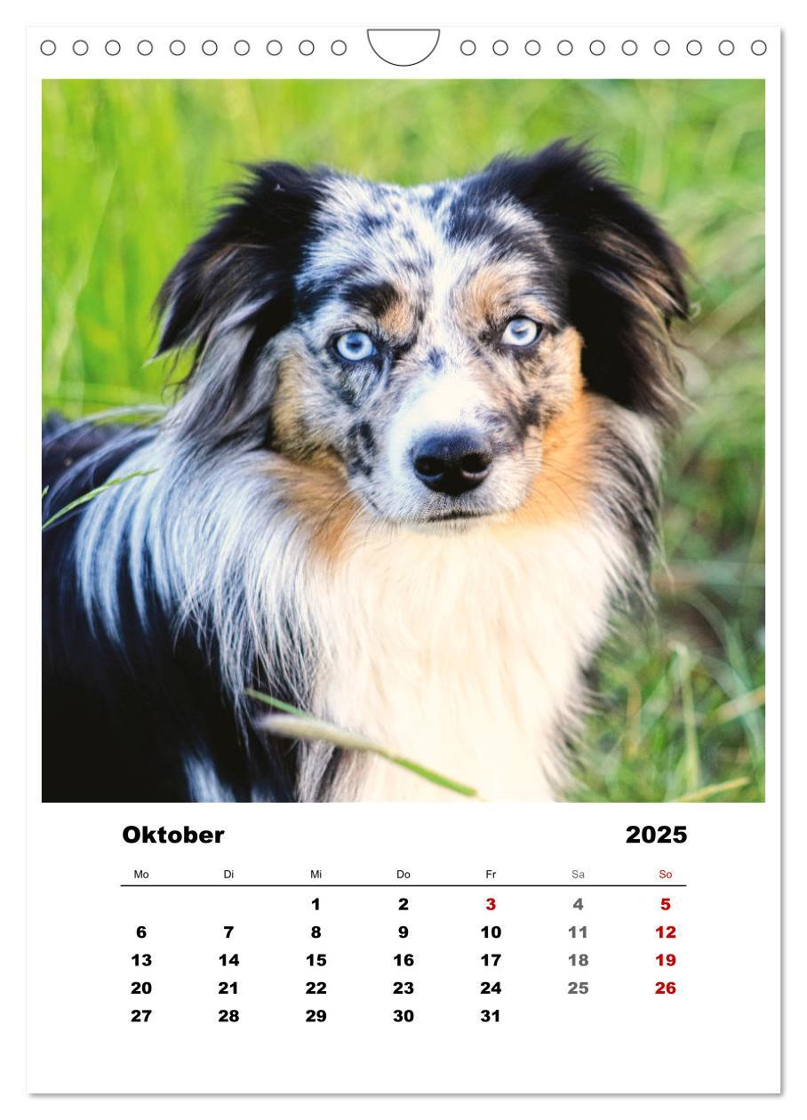 Bild: 9783435928521 | Bauernhoftiere, ganz nah dran (Wandkalender 2025 DIN A4 hoch),...