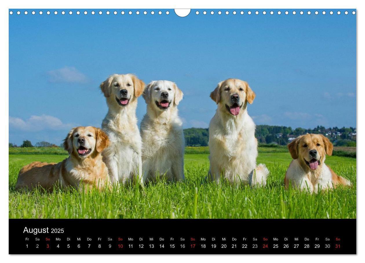 Bild: 9783435802050 | Golden Retriever - Ein Herz auf 4 Pfoten (Wandkalender 2025 DIN A3...