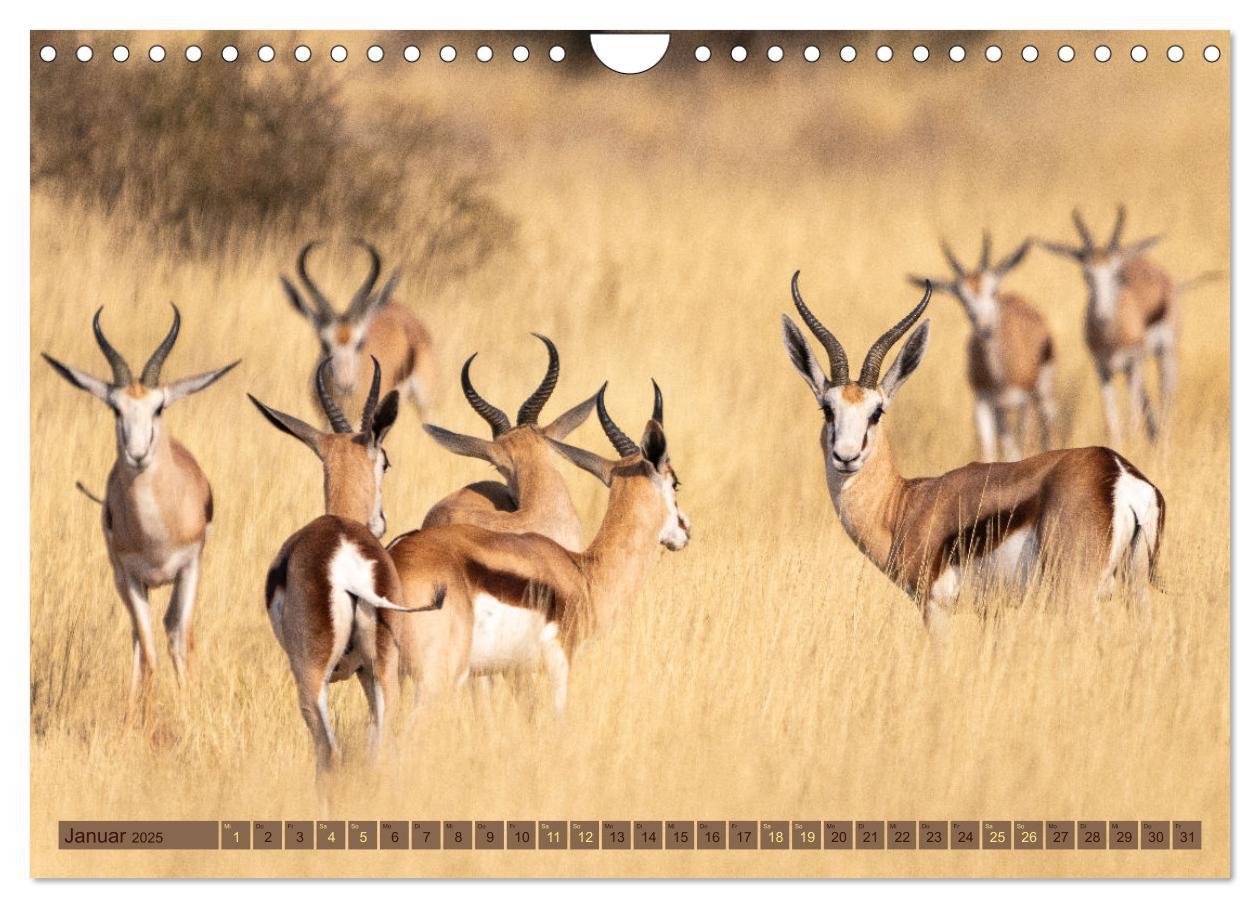 Bild: 9783383845468 | Wildlife Namibia - Etosha und Kalahari (Wandkalender 2025 DIN A4...