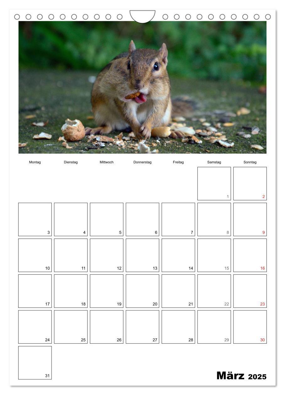 Bild: 9783457026670 | Streifenhörnchen - neugierige Nager (Wandkalender 2025 DIN A4...