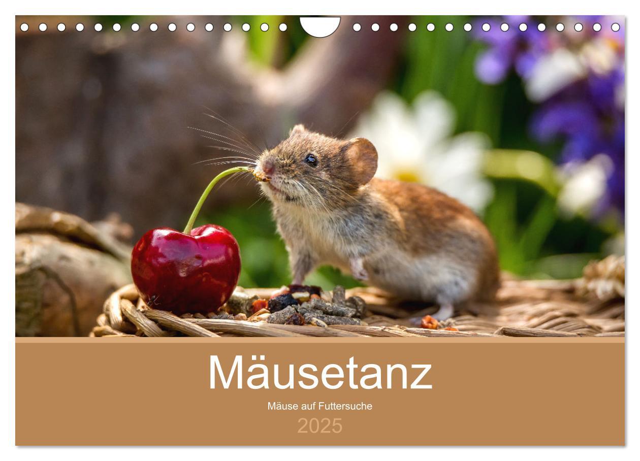 Cover: 9783435173372 | Mäusetanz (Wandkalender 2025 DIN A4 quer), CALVENDO Monatskalender