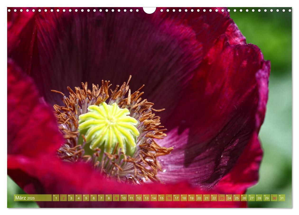 Bild: 9783435734160 | Mohn Tage (Wandkalender 2025 DIN A3 quer), CALVENDO Monatskalender