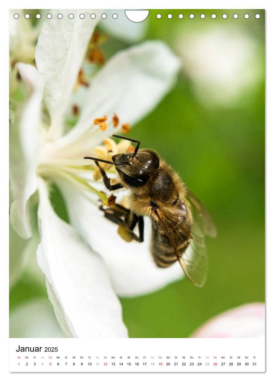 Bild: 9783435966653 | BIENEN - Kleine Nützlinge ganz nah (Wandkalender 2025 DIN A4 hoch),...