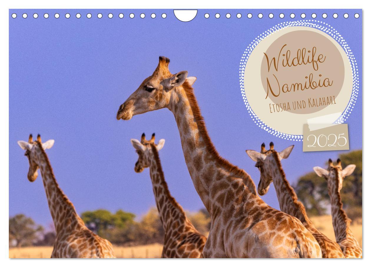 Cover: 9783383845468 | Wildlife Namibia - Etosha und Kalahari (Wandkalender 2025 DIN A4...