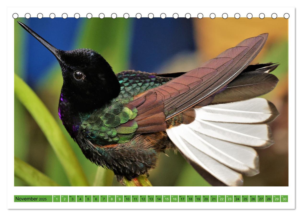 Bild: 9783435428588 | Kolibris; Anmut, Schönheit, Farben (Tischkalender 2025 DIN A5...