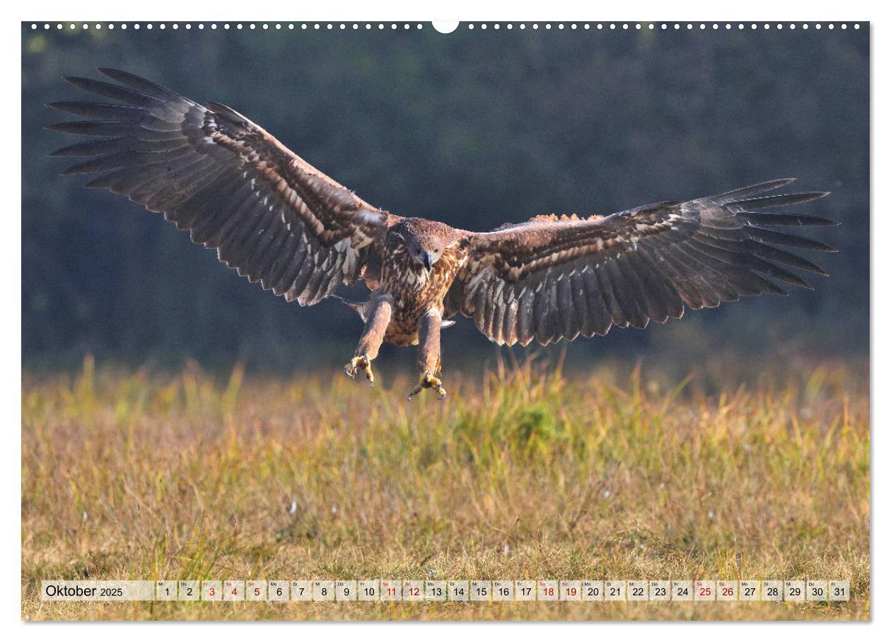 Bild: 9783435230105 | Majestätische Seeadler (Wandkalender 2025 DIN A2 quer), CALVENDO...