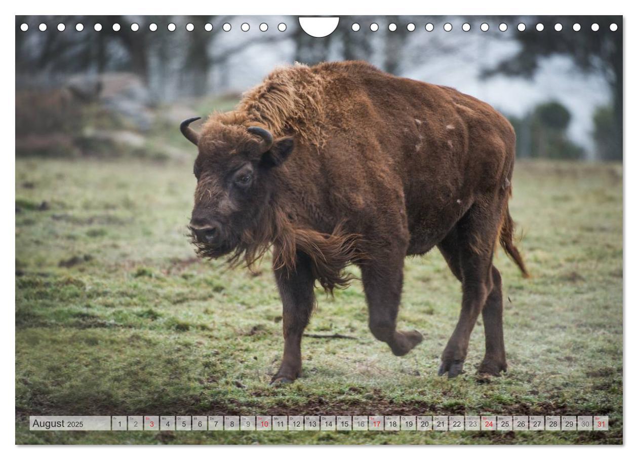 Bild: 9783435616510 | Emotionale Momente: Der Wisent. (Wandkalender 2025 DIN A4 quer),...